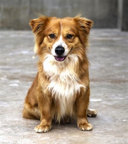 Cerca de 40 perros abandonados rescatados por AUPA desfilarán el domingo 19 en Bioparc para ser adoptados