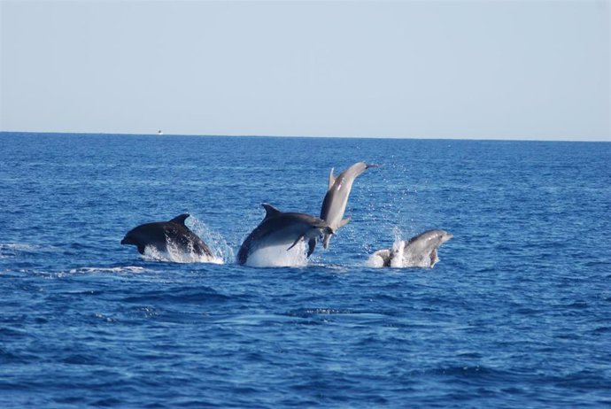 ANSE evalúa la interacción entre delfines mulares y pesca en las costas del Sureste y Andalucía