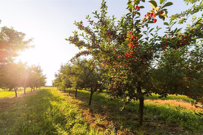 La Junta implanta la red de asesoramiento en producción ecológica en tres zonas de Extremadura