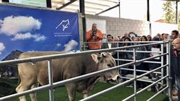 Agro.- La Escuela Agraria del Pirineo acoge el Centro de Testado de las razas autóctonas vacunas catalanas