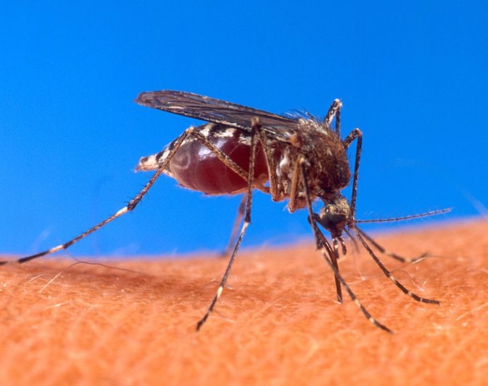 España registró 49 casos de dengue en 2017, algo por debajo de la media europea, según un informe oficial