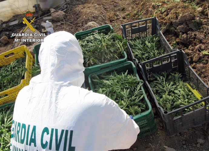 Guardia Civil desmantela una plantación de marihuana sembrada en un melonar
