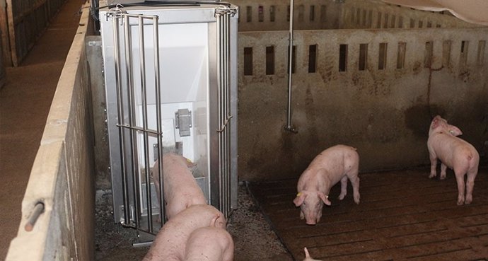 Agro.- El Congrés Porcí EXAFAN premia el robot d'alimentació de porcs de la UdL