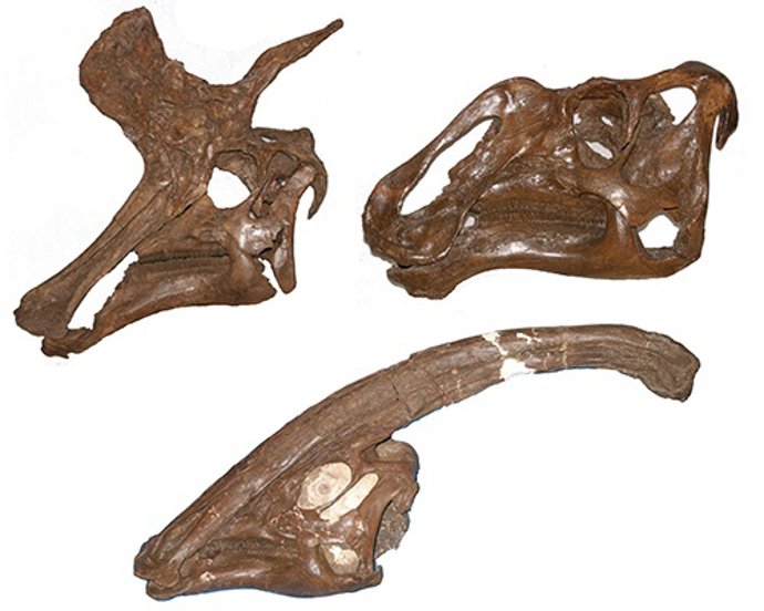 Las 'ovejas del Mesozoico' prosperaron gracias a sus atractivas crestas