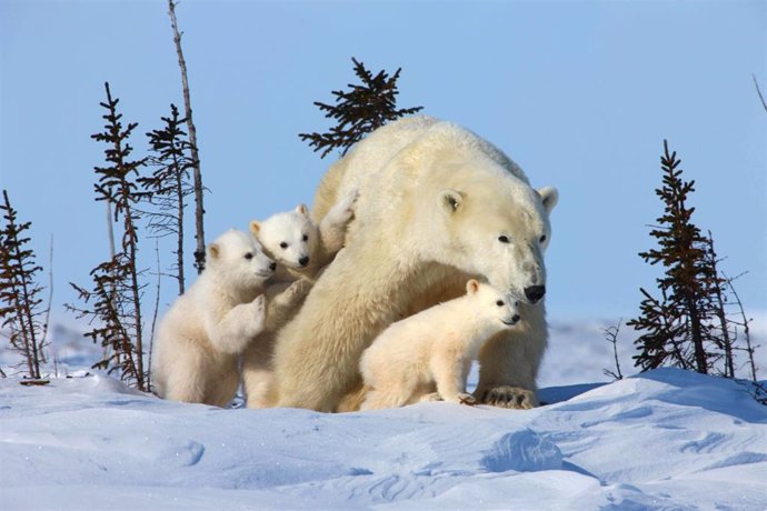 Amenaza a la biodiversidad del Ártico
