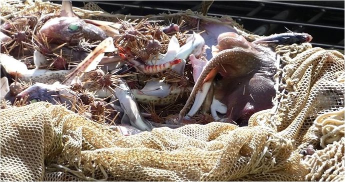 Cádiz.- Un estudio de la UCA centrado en recuperación de la raya podría modificar la cuota de pesca