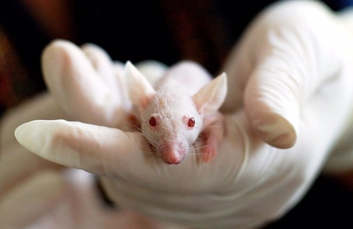 Investigadores españoles descubren en ratones un nuevo tratamiento del cáncer menos tóxico