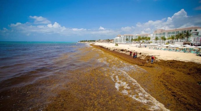 México crea un grupo trabajo para atender la crisis de las playas del Caribe por la llegada masiva del sargazo