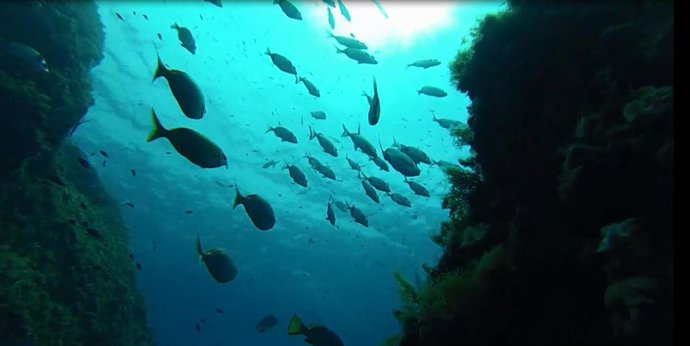 La isla del Toro, el punto de muestreo con mayor biomasa de los 36 puntos estudiados en las reservas marinas de Baleares