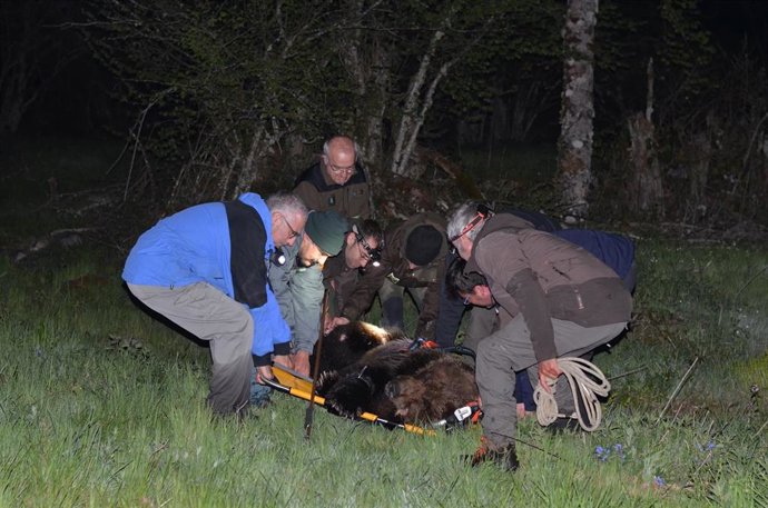 Rescatado un oso pardo cantábrico que fue localizado herido y semi sumergido en un arroyo en Palacios del Sil