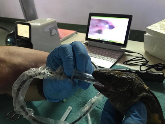 Estudian por primera vez el estado del corazón del Lagarto Gigante de El Hierro