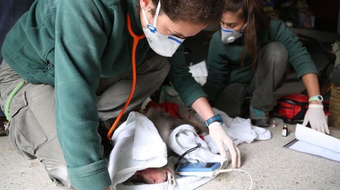 Trasladan un macaco japonés que vivía en Lanzarote a Holanda
