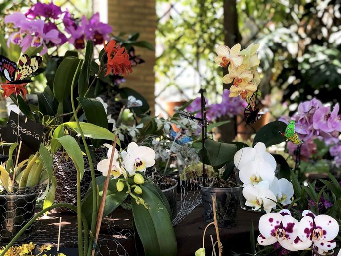 MÁS DE 2000 PERSONAS VISITAN LA EXPOSICIÓN DE ORQUÍDEAS QUE INAUGURA EL MES DEDICADO A ESTAS PLANTAS EN EL JARDÍ BOTNIC