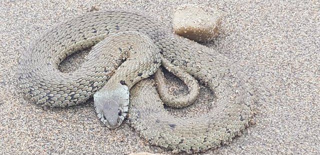 Sucesos.- Encuentran en la playa de Salinas una serpiente de collar
