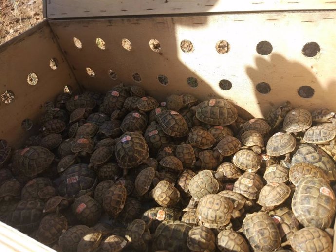 Liberan 211 tortugas terrestres en Calvi para conectar las distintas poblaciones de este animal