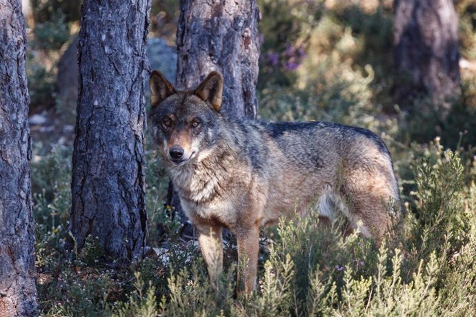 Animalistas ofrecen 1.000 euros a quien aporte datos fiables sobre el autor del disparo que mató a un lobo en Lugo