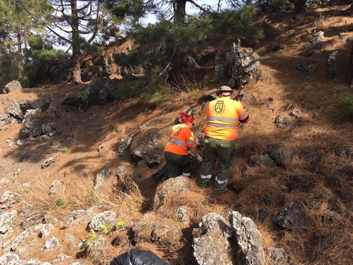 Retiran en Tenerife 30 toneladas de residuos vegetales procedentes de especies exóticas invasoras