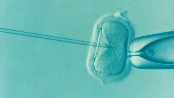Identifican una de las causas de fracaso de embarazo en la reproducción asistida