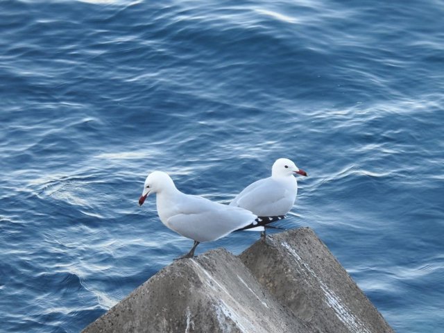 Guelaya critica que espacios protegidos de la Red Natura 2000 en Melilla "carecen de normativa autonómica" de protección