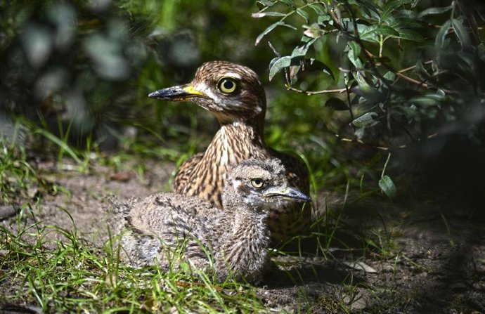 Bioparc conmemora el Día de las aves migratorias y celebra el nacimiento de un polluelo de una especie amenazada