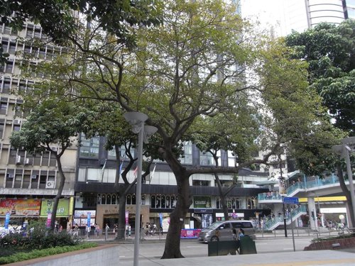 Los árboles de ciudad viven deprisa y mueren jóvenes