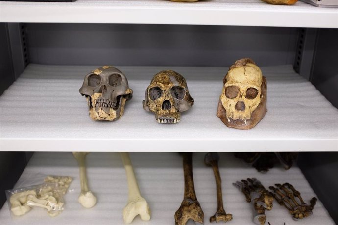 Es improbable que 'Australopithecus sediba' sea ancestro humano directo