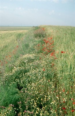 Las lindes entre cultivos mejora la producción agrícola y beneficia la biodiversidad y la agricultura intesiva perjudica