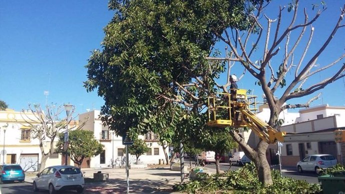 Sevilla.- Concluye la campaña de poda en un millar de árboles de gran tamaño en avenidas y plazas de Alcalá de Guadaíra