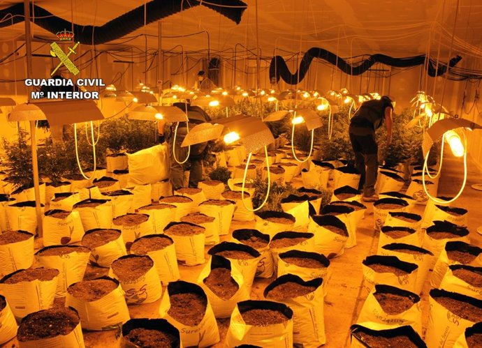 Guardia Civil desmantela una plantación de marihuana en una nave industrial de Albudeite