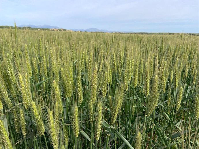 Alertan de pérdidas de hasta el 50% en las cosechas de cereales del Pla de Mallorca a causa de la escasez de lluvias