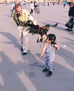 Un águila ataca a una niña en Zócalo (México) y su madre se burla