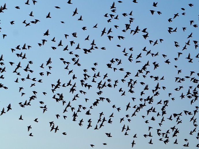Cómo las relaciones sociales prevalecen en las bandadas de aves