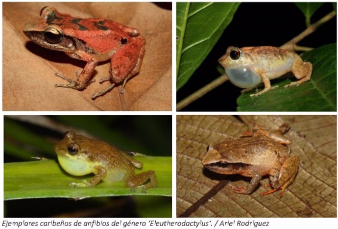 El hábitat puede jugar un papel clave en la evolución de anfibios en las islas del Caribe