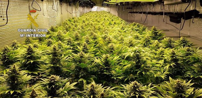 Castellón.- Sucesos.- Un detenido y nueve investigados en tres operaciones por cultivar más de 830 plantas de marihuana