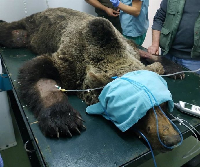 El oso rescatado en Palacios (León) se encuentra grave con sospecha de lesión medular y permanece en observación