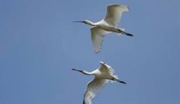 ¿Por Qué El Segundo Sábado De Mayo Se Celebra El Día Mundial De Las Aves Migratorias?