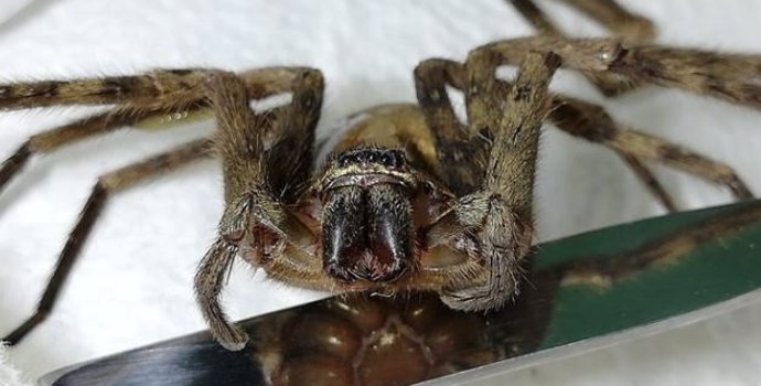 Encuentran una peligrosa araña australiana de diez centímetros en Iquique, Chile