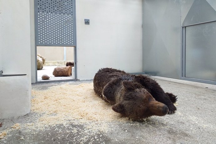 Muere el oso pardo hallado herido en León y atendido en Cantabria