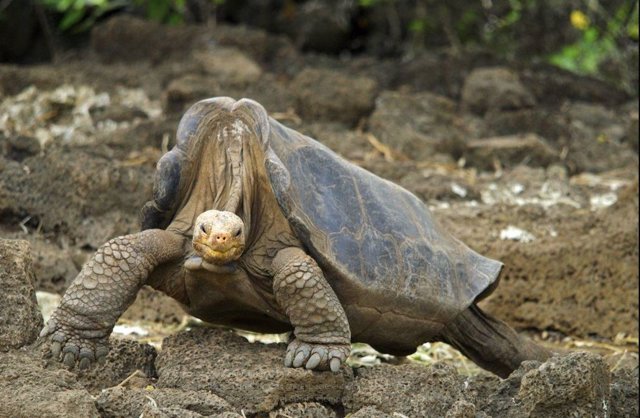 tortuga gigante de pinta