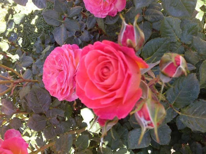 Barcelona premia a la rosa Kordes Rosen con el premio de la Rosa Ciutadana 2019