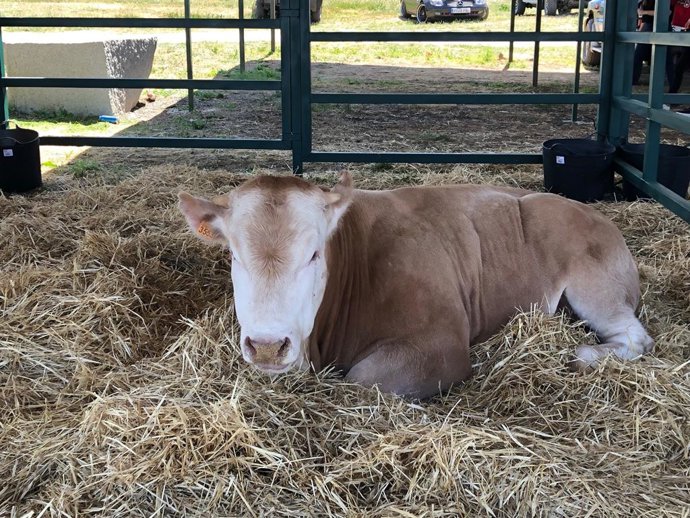Unas 4.000 personas han visitado este fin de semana la Feria de Ganadería de Vil