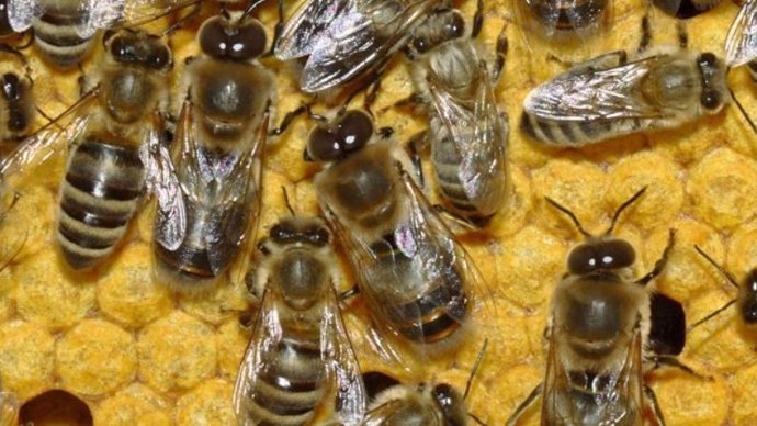 Una invasión de abejas interrumpe un partido en Argentina