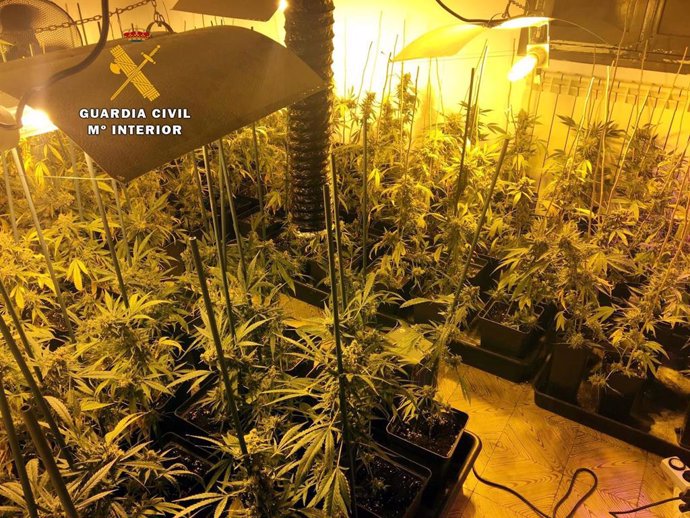 Un detenido y desmantelada una nueva plantación de marihuana con cerca de un millar de plantas en Bareyo