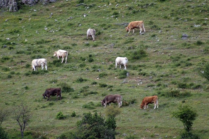 Paisaja de la Sierra Cebollera