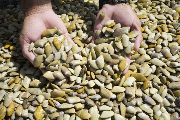 Huelva.- Mariscadores piden nueva reunión a la Delegación de Agricultura y Pesca por la veda de dos meses al sector 