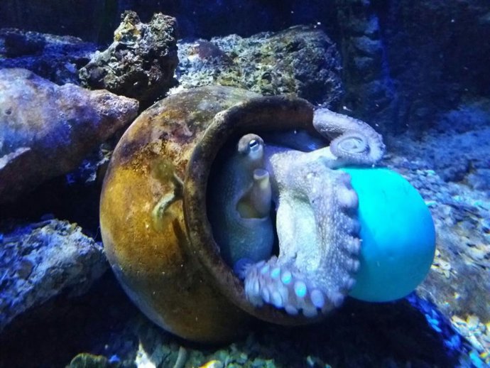 Pulpo de Sea Life bautizado como Pau Gasol