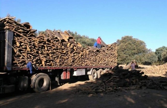 La producción de corcho en Extremadura llegará esta campaña a las 23.000 toneladas, unas 5.000 más que el verano pasado