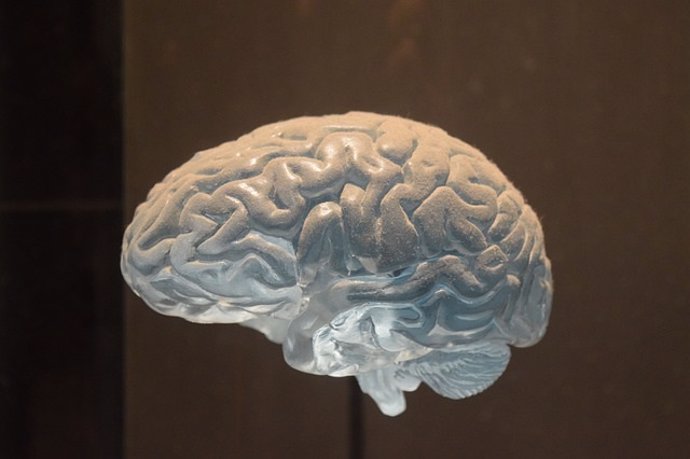 Hallan un 'interruptor eléctrico' crucial en el cerebro asociado al aprendizaje, la memoria y el estado de ánimo