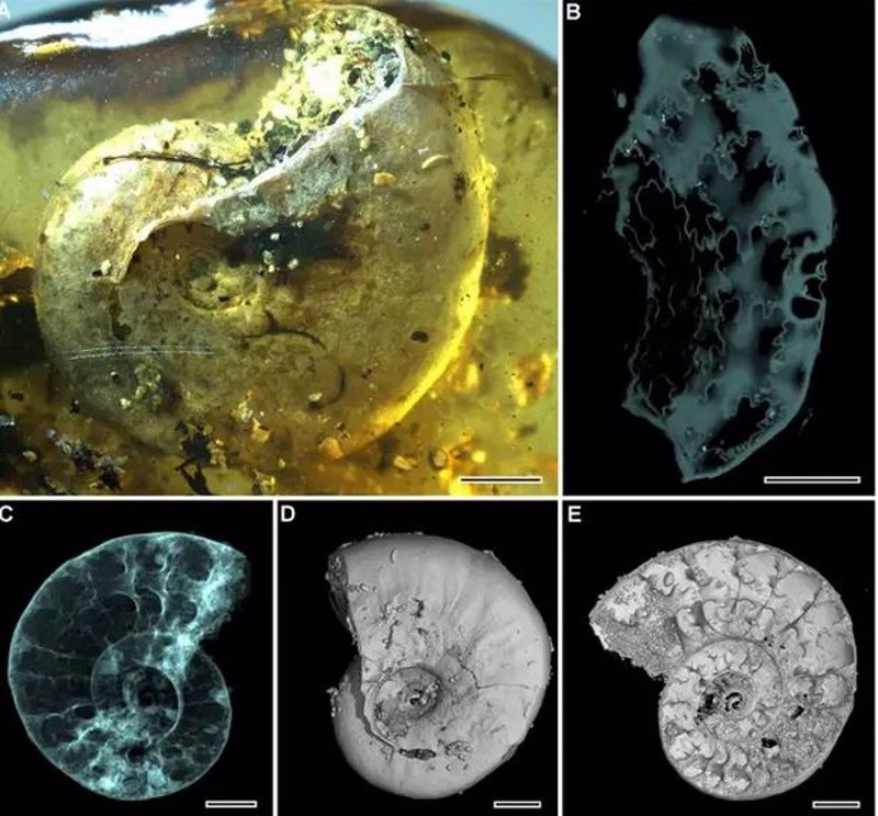 Primera amonita atrapada en ámbar, de 99 millones de años