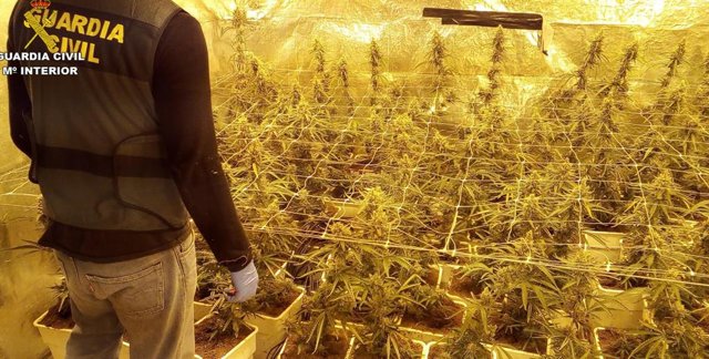 LA GUARDIA CIVIL DESMANTELA UN CULTIVO INDOOR DE MÁS DE 600 PLANTAS DE MARIHUANA EN UNA VIVIENDA DE LA LOCALIDAD DE MONT